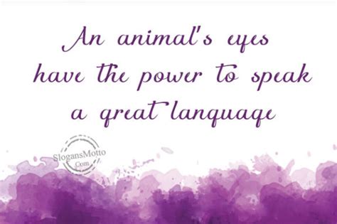 An Animals Eyes Have The Power To Speak A Great