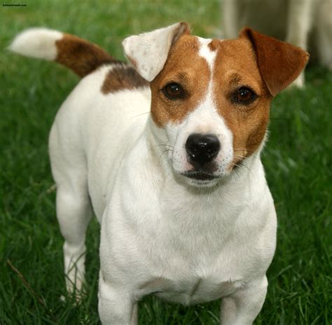 Jack Russell Terrier Pictures Information Temperament