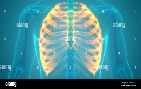 Human Skeleton System Rib Cage Anatomy Stock Photo Alamy