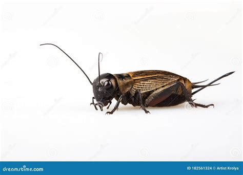 Black Gryllus Bimaculatus Cricket Isolated Stock Photo Image Of