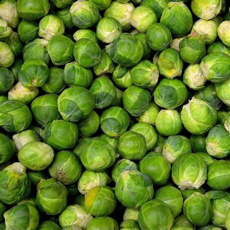 Chou de Bruxelle
