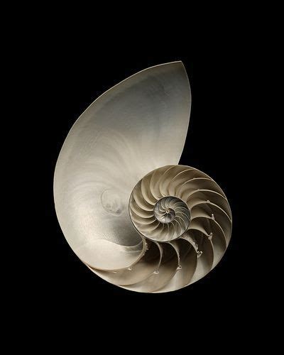 The Queen Of Spirals The Chambered Nautilus Nautilus Patterns In
