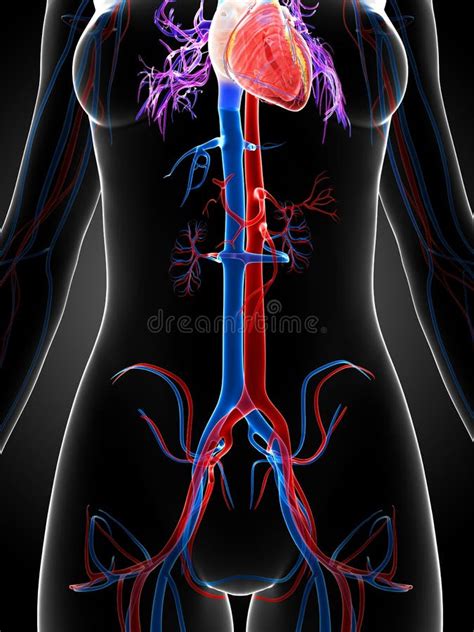 Sistema Vascular Femenino Stock De Ilustraci N Ilustraci N De Pulmonar