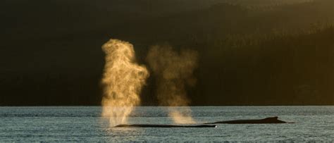 Humpback Whale Campbell River Anita Painter And Associates