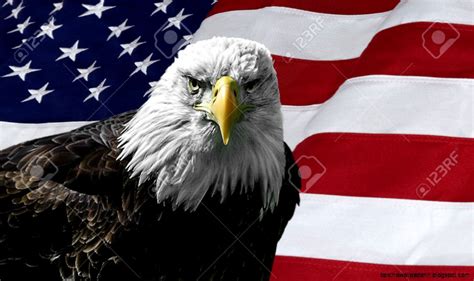 Bald Eagle American Flag Photos Best Hd Wallpapers