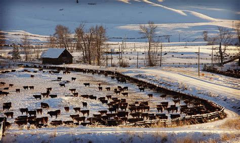 Ranch Operations — Douglas Lake Ranch
