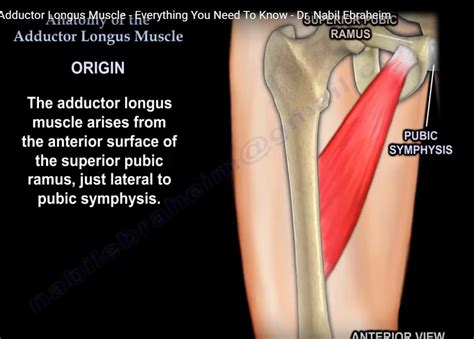Anatomy Of The Adductor Longus Muscle —