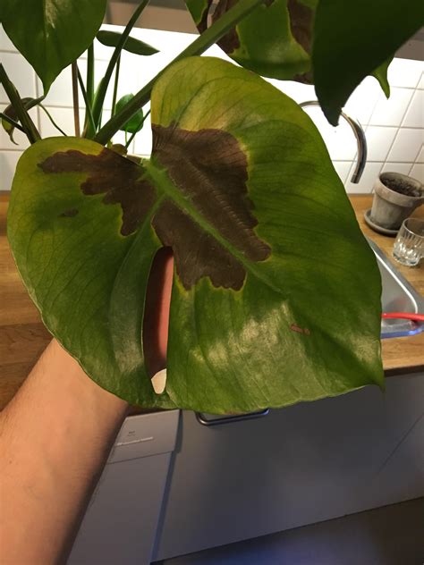 They won't start to appear until the plant reaches a certain age. Monstera Deliciosa with black/brown spots : plantclinic