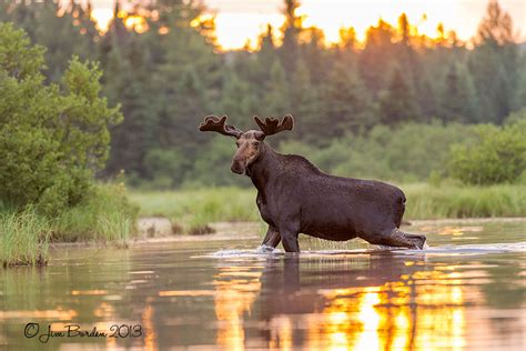 Jj Wildlife Photography Maine Moose In July