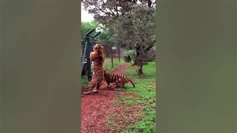 How High Can Tigers Jump Animals Tiger Shorts 🐅 Youtube