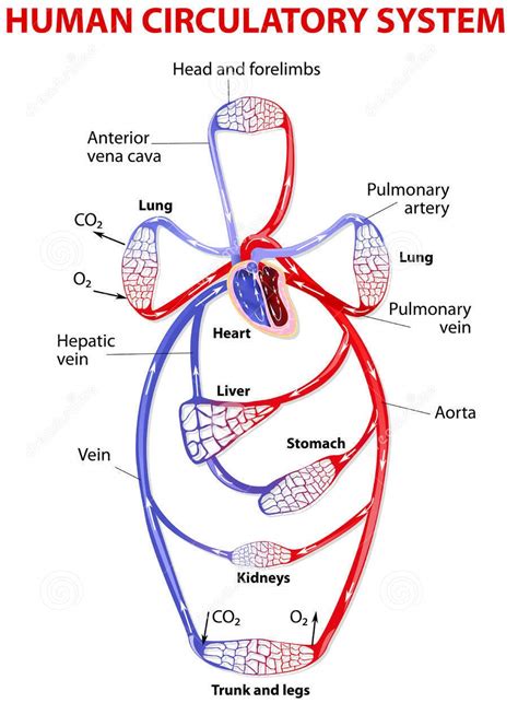 Pi Kids Digibook The Circulatory System