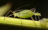 Images of Pest Insects