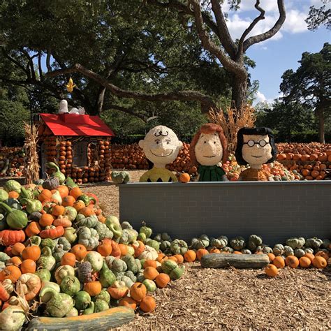 9 Pumpkin Patches And Farms To Visit This Fall In Dallas — Dallasites101