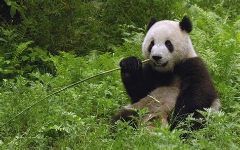 Giant Panda Eating Bamboo Wolong Reserve Sichuan Province China
