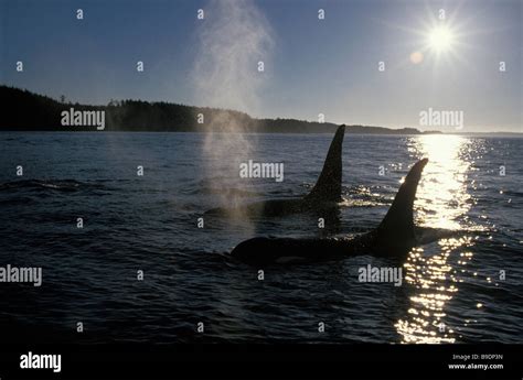 Orque Especies Amenazadas CanadÁ British Columbia Orca De Killer Whale
