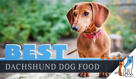 The ideal balance line of dog foods from hill's features natural ingredients in nutritionally balanced formulas. 15 Best Dog Foods for Dachshunds: Our 2021 In-Depth ...