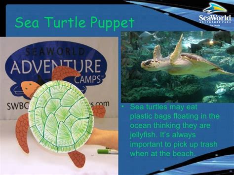 Sea Turtle Puppet And Facts Fro Sea World Turtle Sea Turtle Sea
