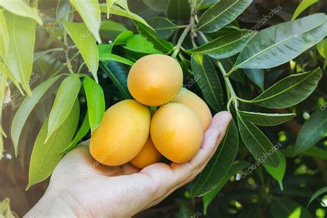 Frutas De Ciruela De Mango único Y Mano Bajo Vista Al Jardín Del árbol 2022