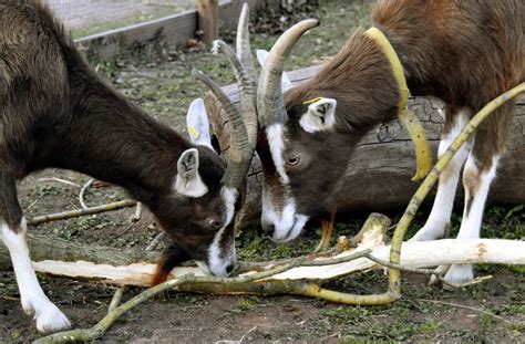 Der thüringer zoopark erfurt (am zoopark 1, 99087 erfurt) hat von april bis oktober von 9 bis 18 uhr geöffnet und von november bis märz von 10 bis 16 uhr. Thüringer Waldziege / Zoopark Erfurt