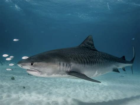 The set is for the true killfrog fan. Tiger Shark | Animal Face Off Wiki | Fandom