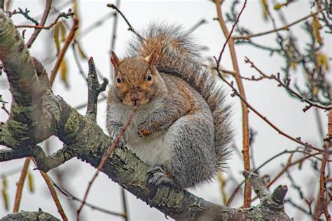 Grey Squirrel Sitting On A Branch Looking In The Window Stock Image