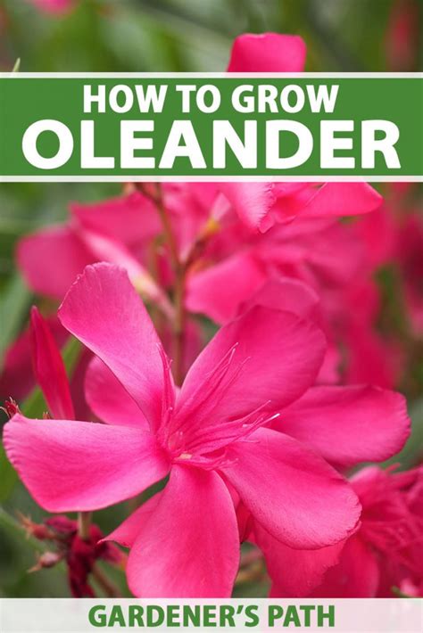 How To Grow And Care For Oleander Shrubs Gardeners Path