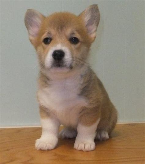 Looking for a puppy or dog in iowa? Pembroke Welsh Corgi Puppies For Sale | Los Angeles, CA ...