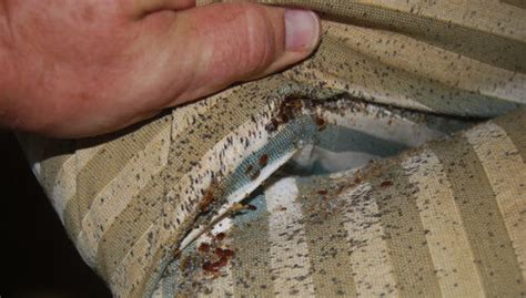 Maybe you would like to learn more about one of these? Attorney to Sue Used Furniture Store for Bed Bug Infestation