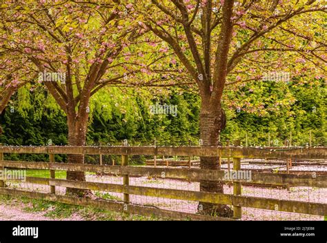 Scenic Springtime View Of A Street Garden Path Lined By Beautiful