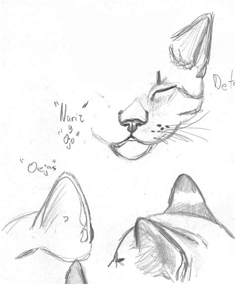 Boceto De Una Cara De Un Gato De Diferente Perspectiva Cat Sketch