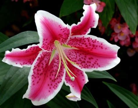 3 Fragrant Lilium Oriental Star Gazer Lily 1618cm Bulbs Shipping