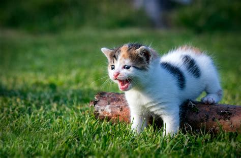 Wallpaper Kittens Grass Outdoors Cat Animals 2560x1681