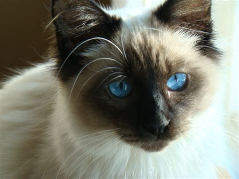 Beautiful Seal Point Balinese Looks Just Like My Cat Blue