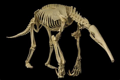 Giant Anteater Museum Of Osteology Skeleton Anatomy Skeleton Bones