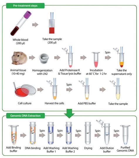 Accuprep Genomic Dna Extraction Kit 100 Reactions