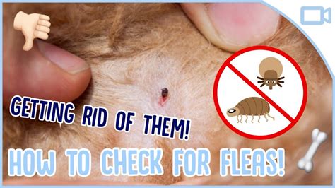 How To Cure Fleas Plantforce