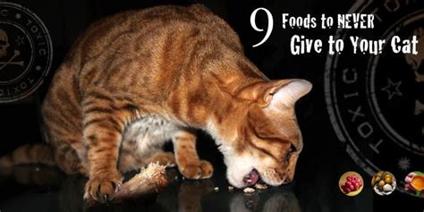 They drink the water when they eat the sardines. Foods Toxic To Cats: 9 Human Food Cats Can't Eat | Cats ...