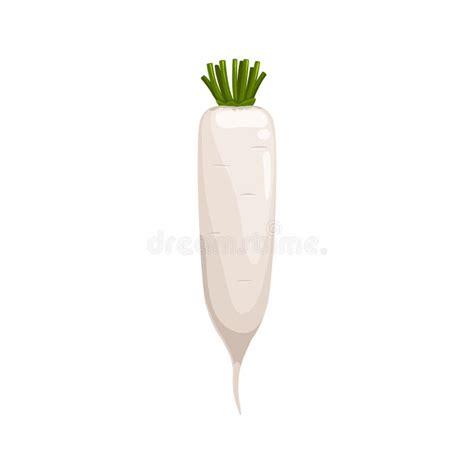 Daikon Or White Radish Vegetable Character Stock Vector Illustration