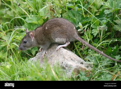 Brown Rat Rattus Norvegicus Coming Out Of Rockery Side View Stock Photo