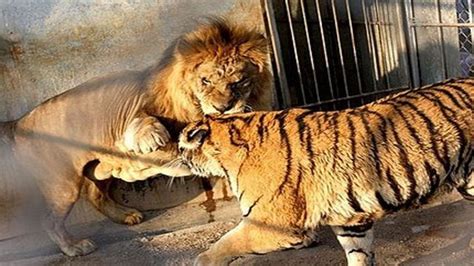 Löwe Und Tiger Parung Bei Tieren Paarung Der Tiere Youtube