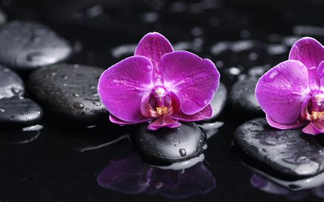 Habrumalas Orchid Wallpaper Images