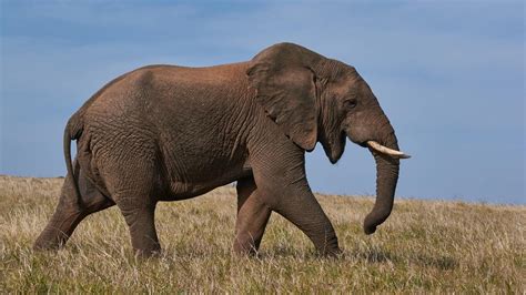 ¿qué Comen Los Elefantes Así Es Su Alimentación
