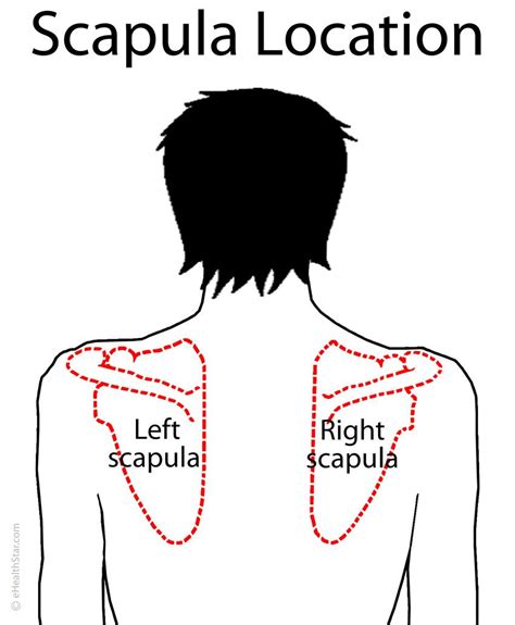 Maybe you would like to learn more about one of these? Scapula (Shoulder Blade) Anatomy, Muscles, Location ...