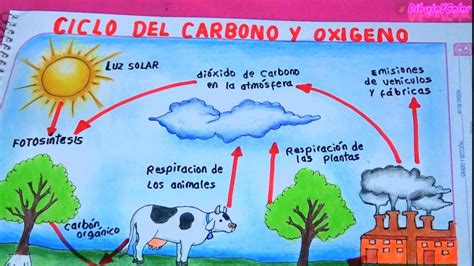 Cobertizo Obsesión Domesticar Dibujos Sobre El Ciclo Del Carbono