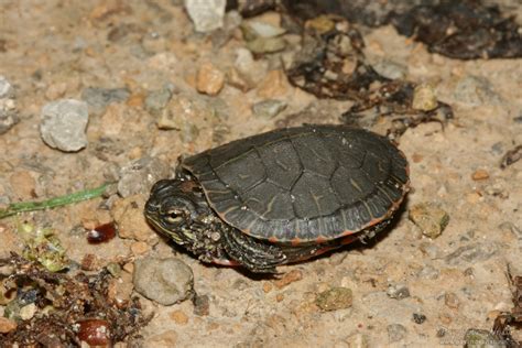 Westerm Painted Turtle Chrysemys Picta Bellii Psychotic Nature