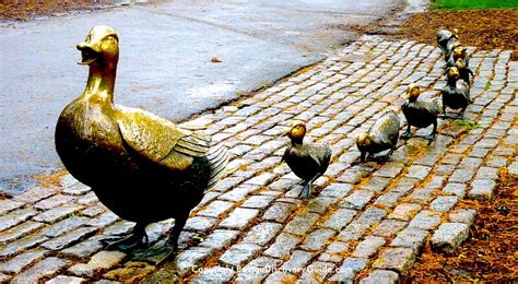 Make Way For Ducklings Boston Discovery Guide