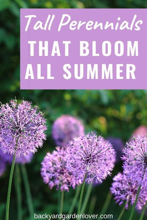 27 Stunning Perennials That Bloom All Summer Tall Perennial Flowers