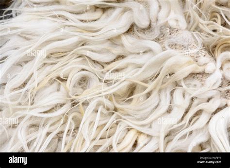White Wool Fibers Texture Stock Photo Alamy