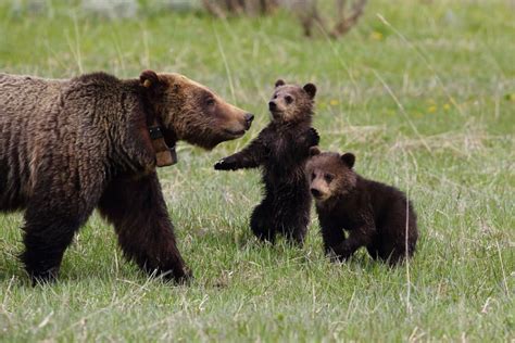 Best Time To See Grizzly Bears In Yellowstone National Park 2018