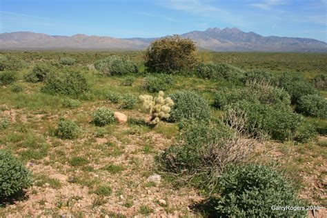Sonoran Desert Fire Ecology Update Garryrogers Nature